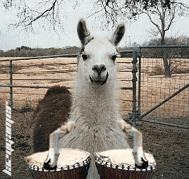 Llama on the bongos